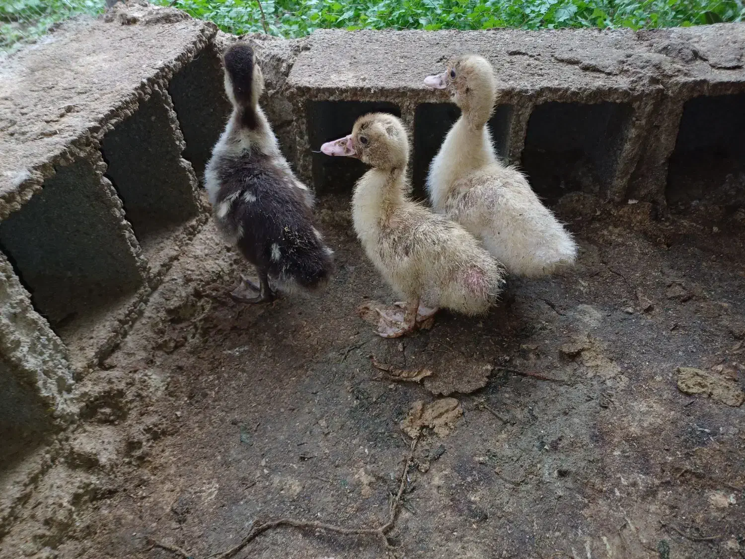 جوجه اردک خارجی|حیوانات مزرعه|جلین, |دیوار