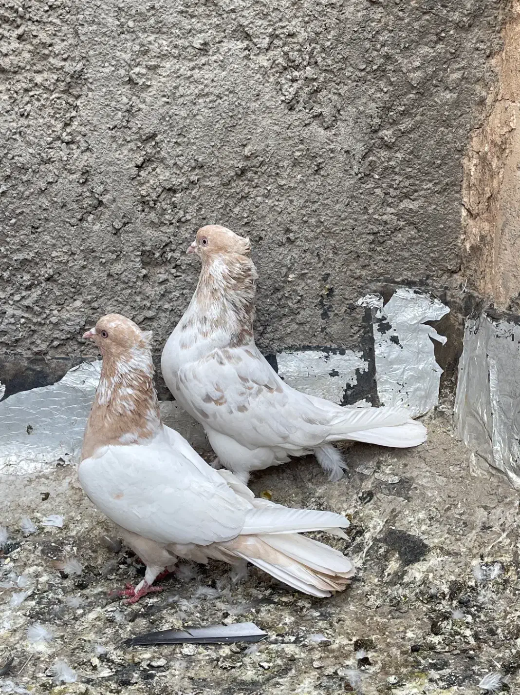 کبوتر|پرنده|اردکان, |دیوار