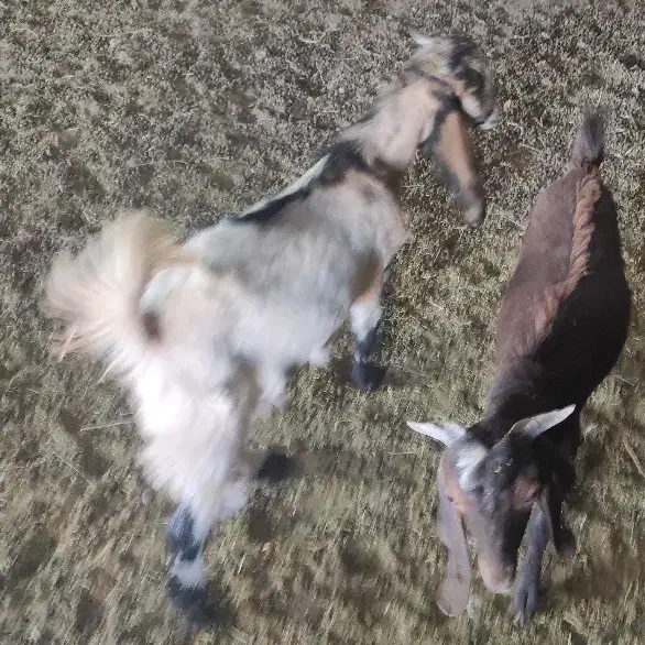 کره کهره گوسفند بز|حیوانات مزرعه|راین, |دیوار