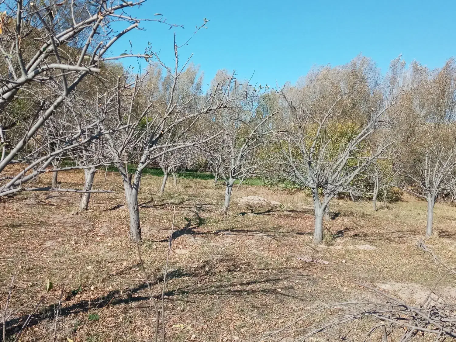 هرسکاریدرختانوسمپاشی|خدمات باغبانی و درختکاری|اردبیل, |دیوار