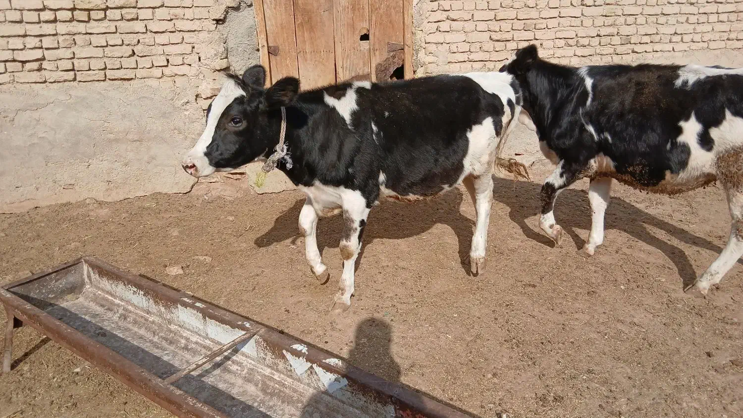 سه تاتلیسه جنس چاق کیلو ۳۰۰تکی فروخته میشود|حیوانات مزرعه|بجنورد, |دیوار