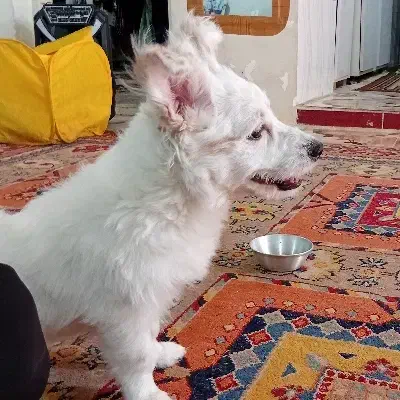 واگذاری سگ نر|سگ|خرمآباد, |دیوار