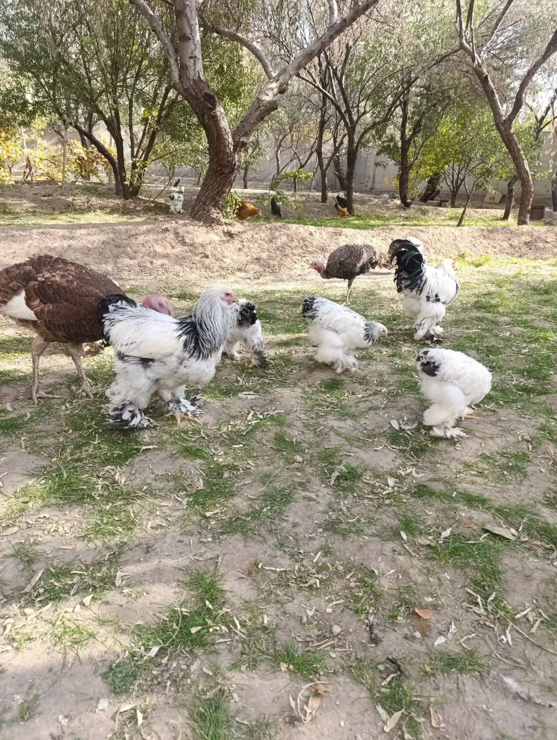 فروش برهما لایت|حیوانات مزرعه|آذرشهر, |دیوار