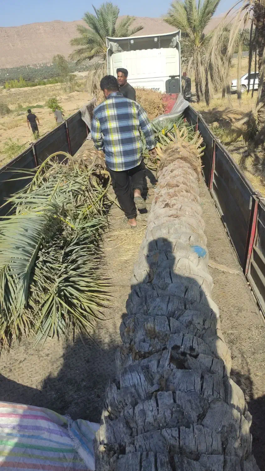 انواع نخل های تنه 4تا6متر|خدمات باغبانی و درختکاری|قائم‌شهر, |دیوار