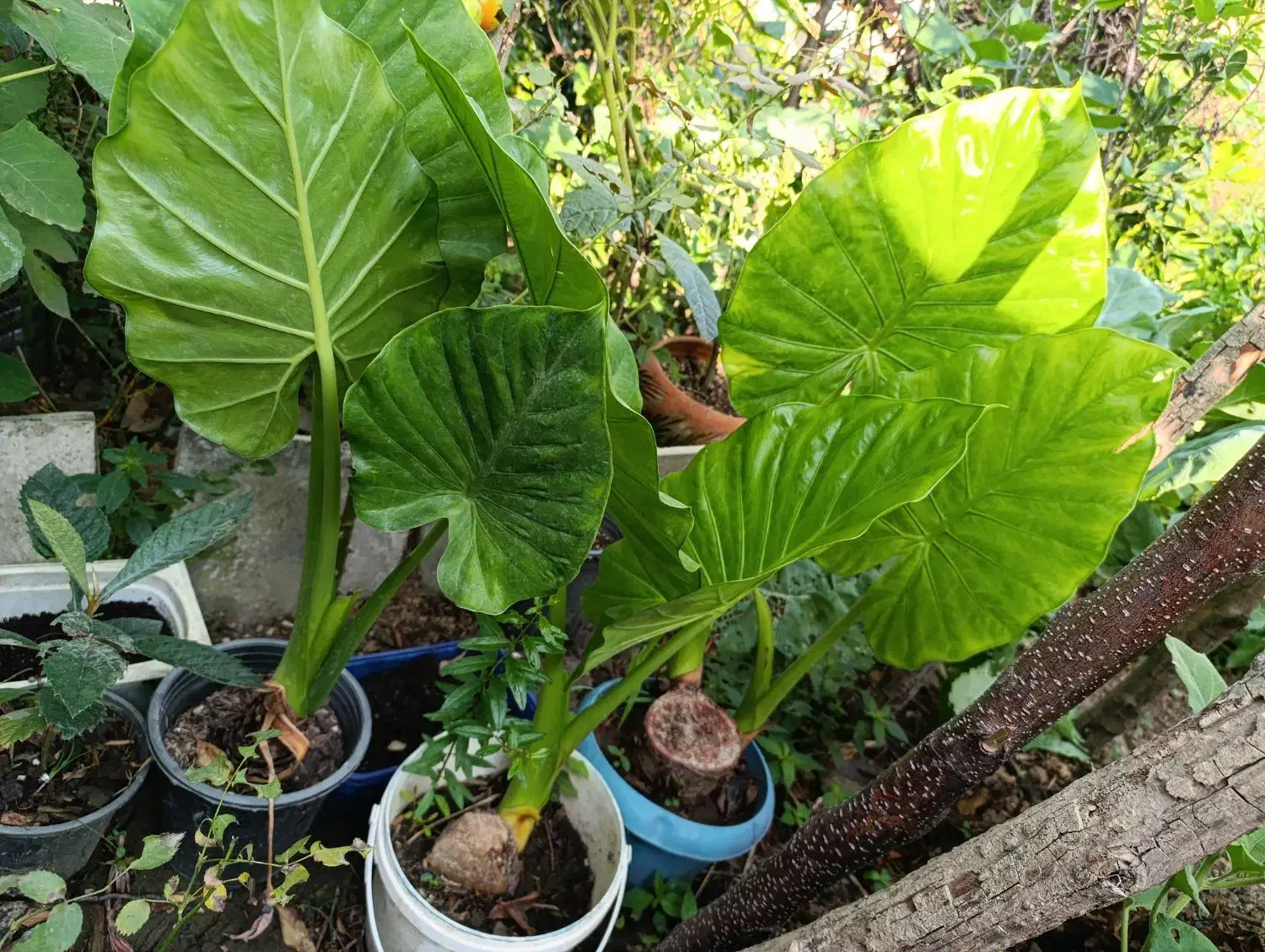 گل گیاه|گل و گیاه طبیعی|رشت, حمیدیان|دیوار