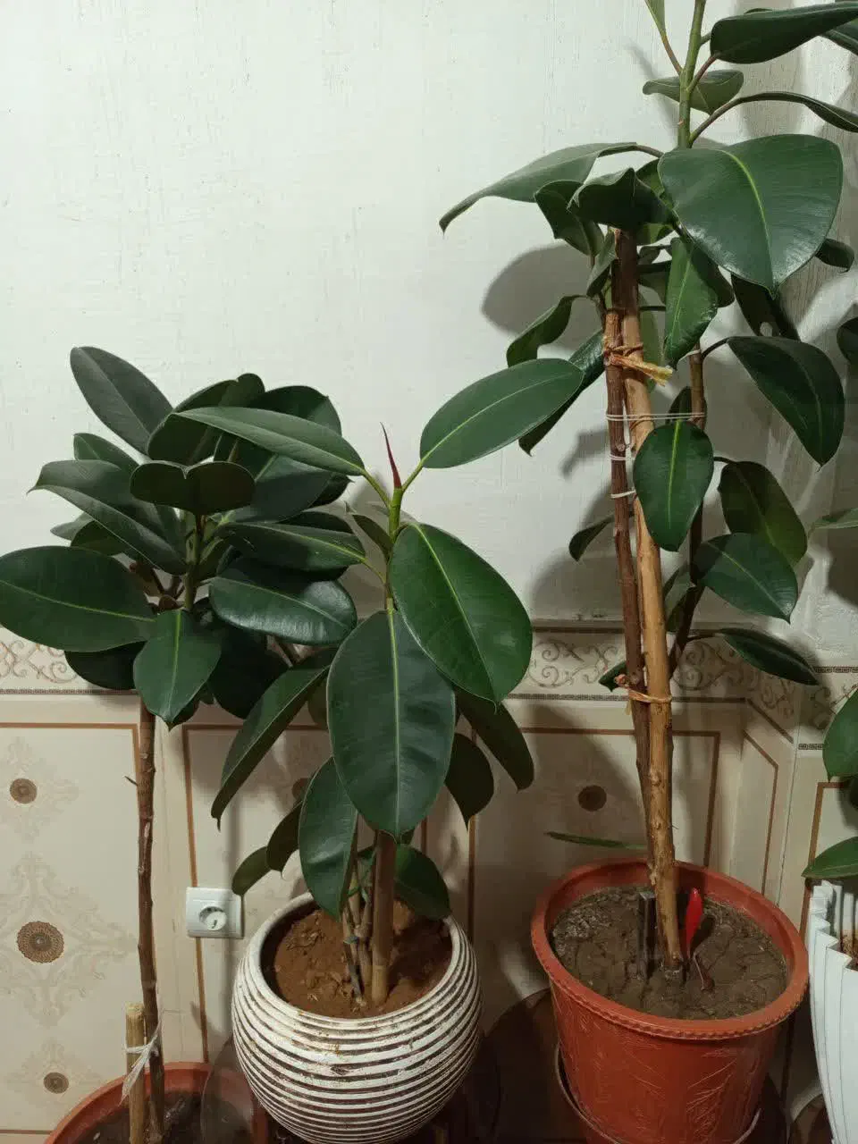 گل ها|گل و گیاه طبیعی|سی‌سخت, |دیوار