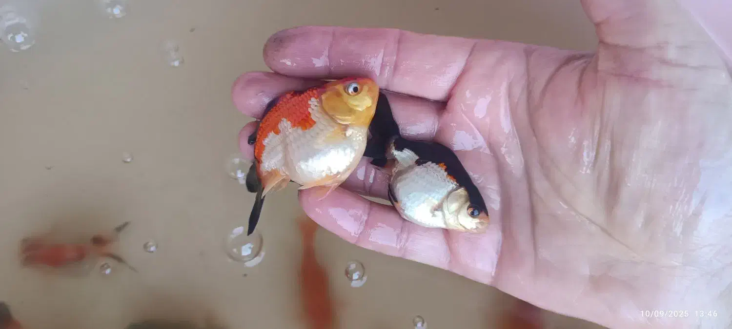 گلد فیش سایز|ماهی|ارومیه, |دیوار