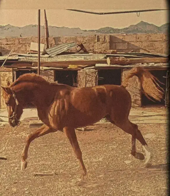 اسب|اسب و تجهیزات اسب‌سواری|بم, |دیوار