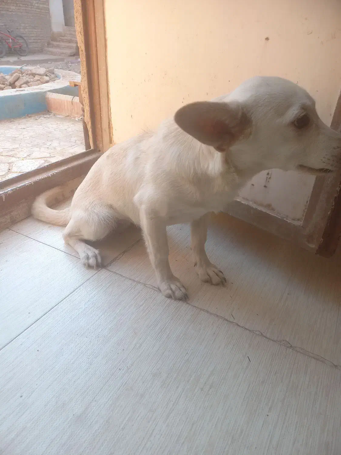 اشپیتز روباهی|سگ|یزد, |دیوار