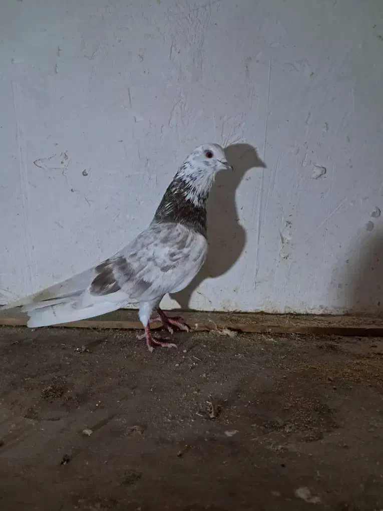 کبوتر گرفته شده|پرنده|سنگر, |دیوار