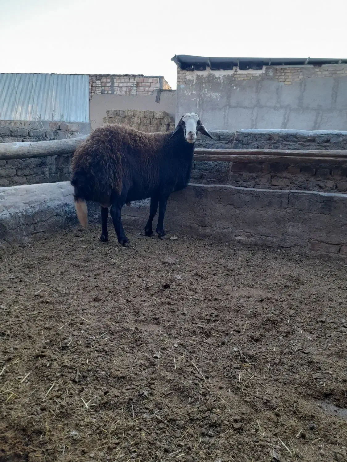 بره بذری تیزران وبزجوان|حیوانات مزرعه|نیشابور, ریوند|دیوار