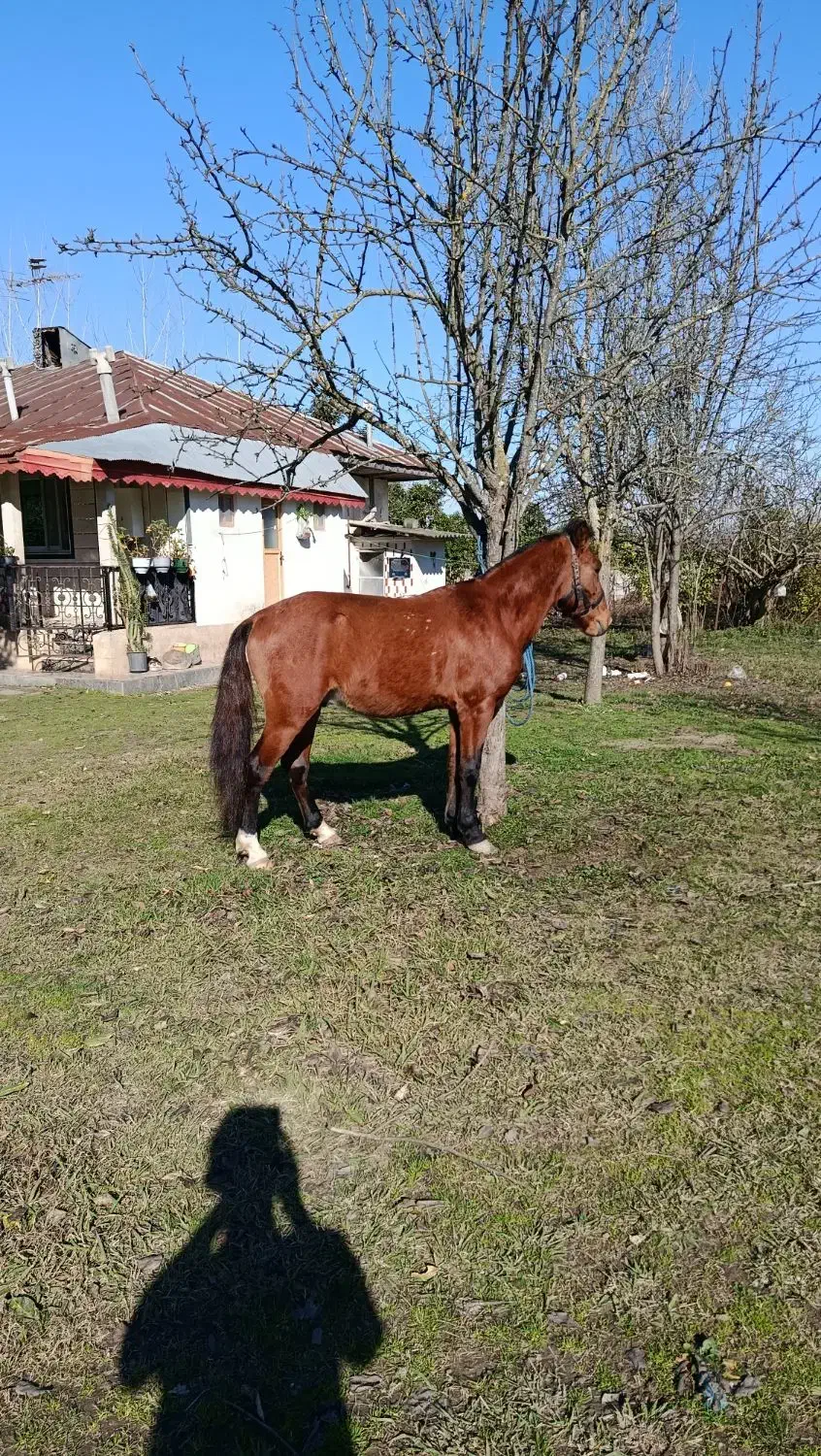 اسب ۵ سال کورسی|اسب و تجهیزات اسب‌سواری|ضیابر, |دیوار