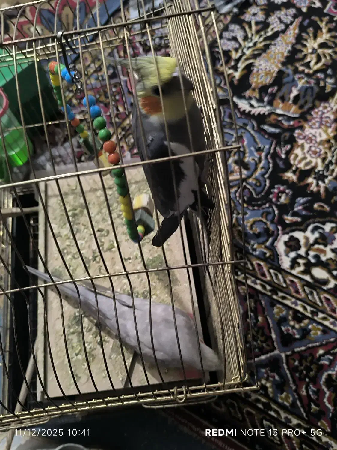 جفت عروس هلندی دستی|پرنده|شوشتر, |دیوار