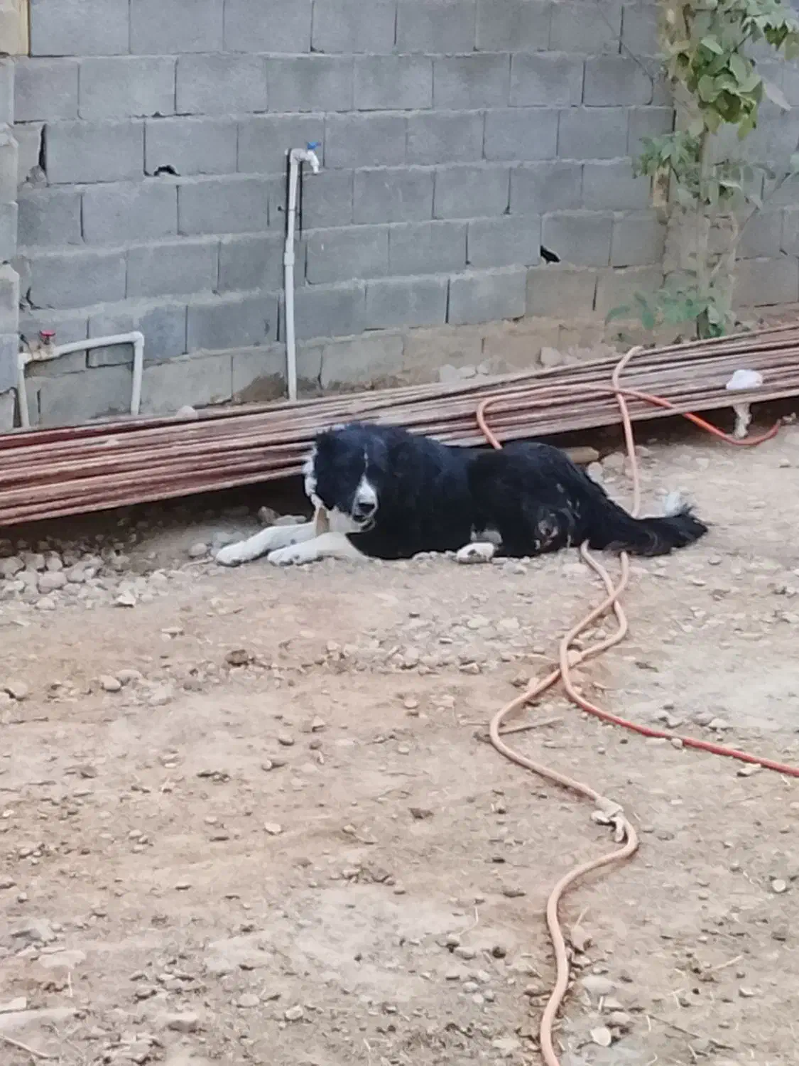 واگذاری سگ قدریجونی چنبر|سگ|لردگان, |دیوار