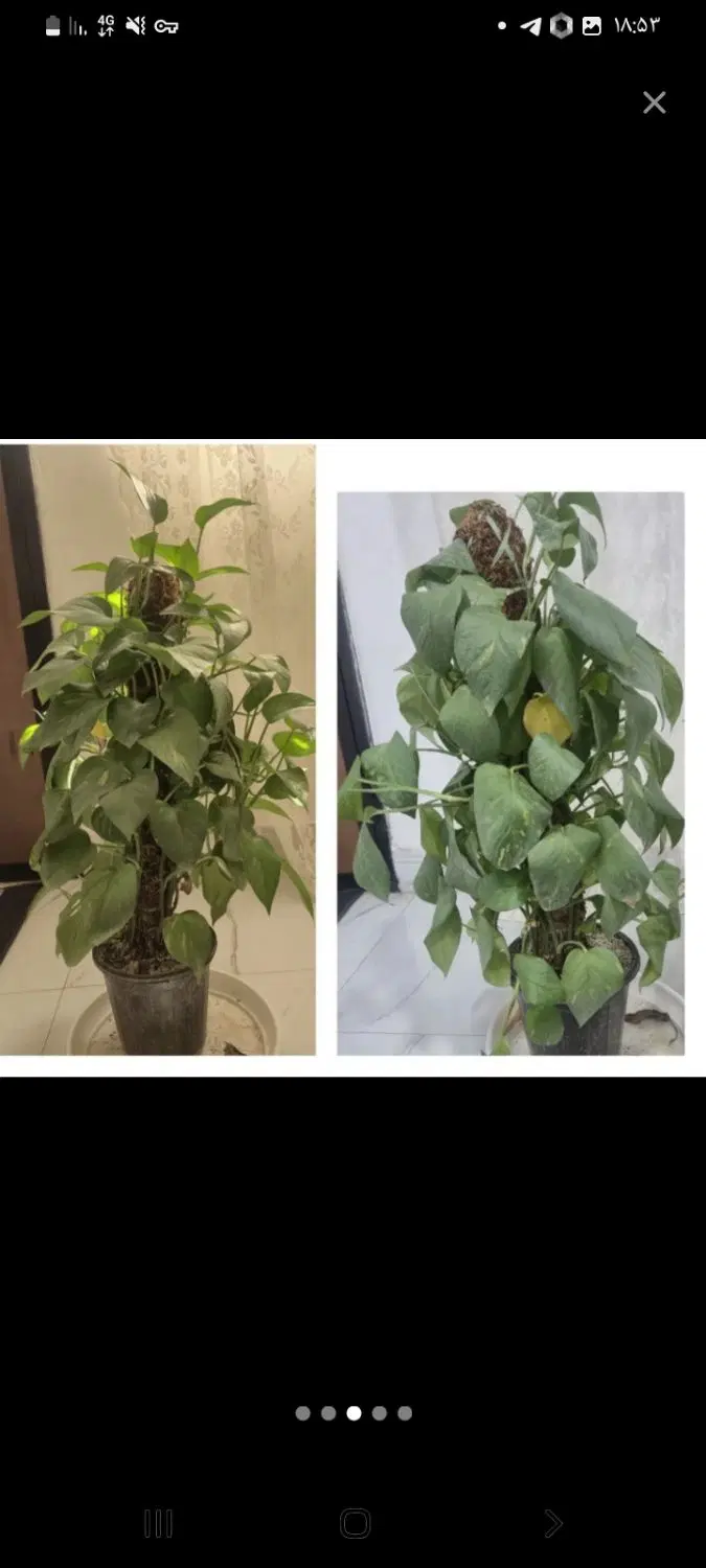 گیاه|گل و گیاه طبیعی|کرج, ساسانی (قلمستان)|دیوار