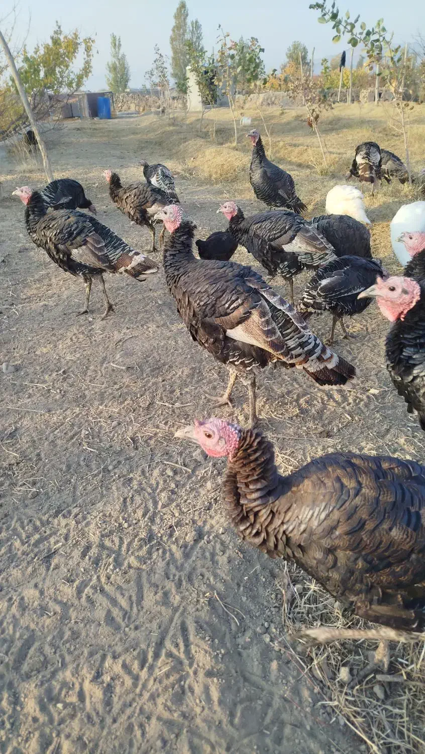 تعدادی از بوقلمون های برنز چاق طبیعی|حیوانات مزرعه|پلدشت, |دیوار