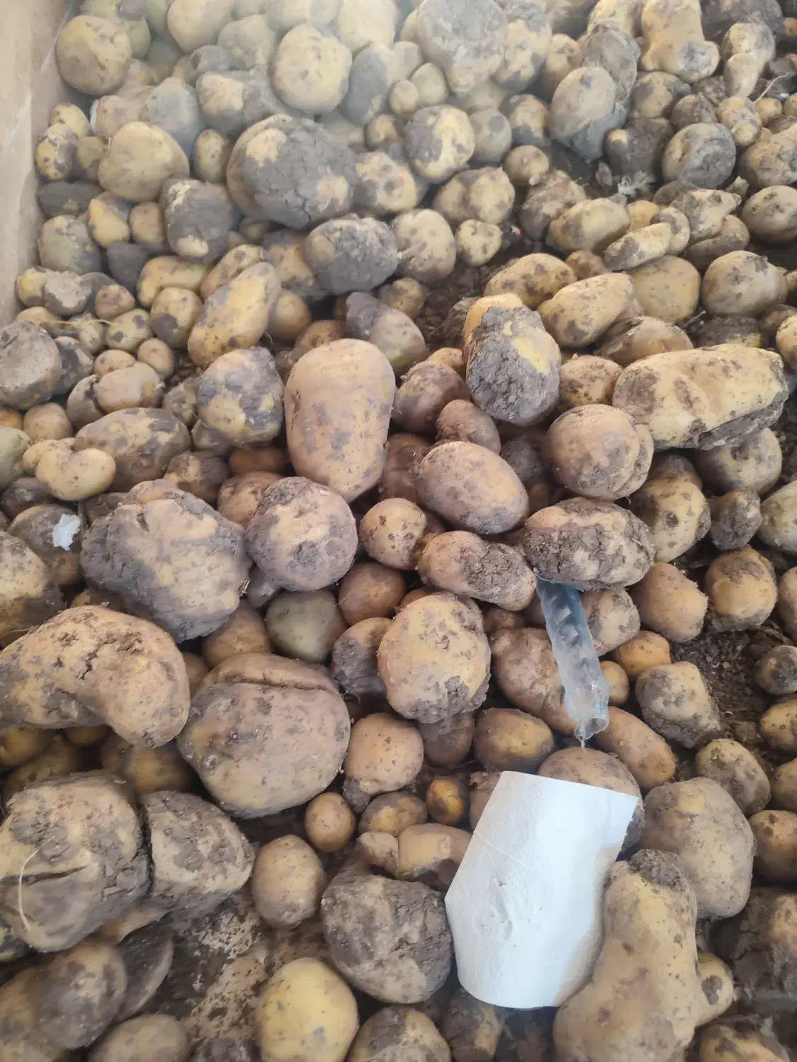 سیب و پیاز|خوردنی و آشامیدنی|جوانرود, |دیوار