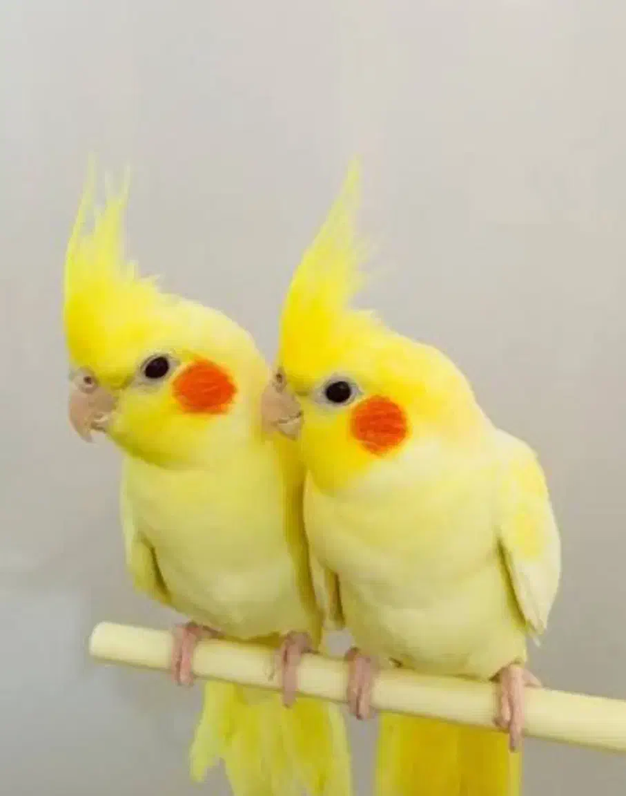 پرنده|پرنده|کرمان, |دیوار