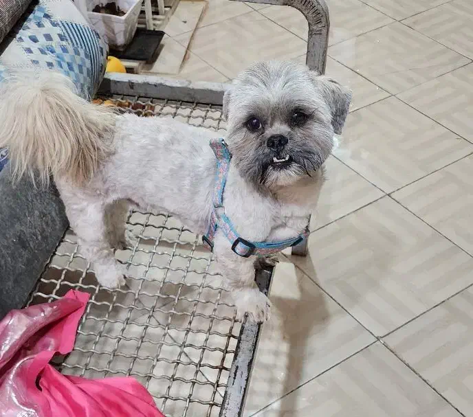 فروش سگ نر نژاد شیتزو|سگ|کرمان, |دیوار