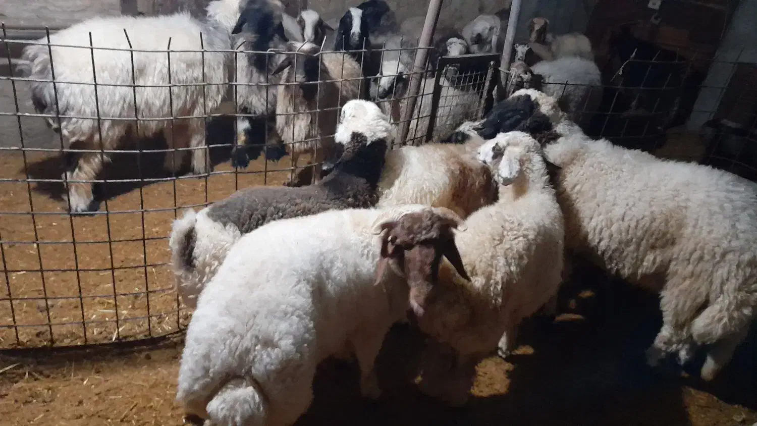 کاور پروار|حیوانات مزرعه|کارزان, |دیوار