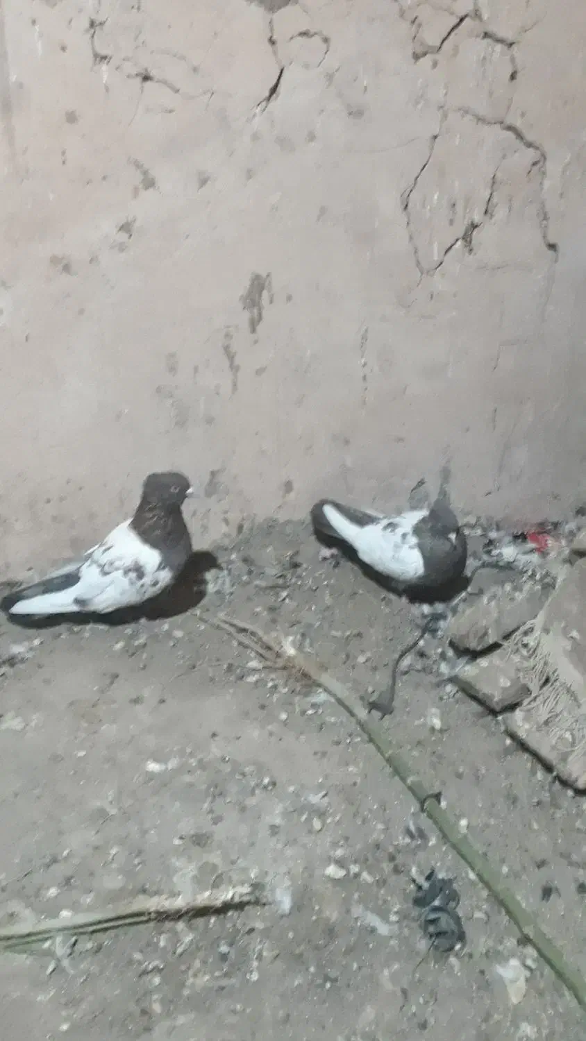 کفتر سینه جفت ب سرت تخم جوجه|پرنده|نوده انقلاب, |دیوار