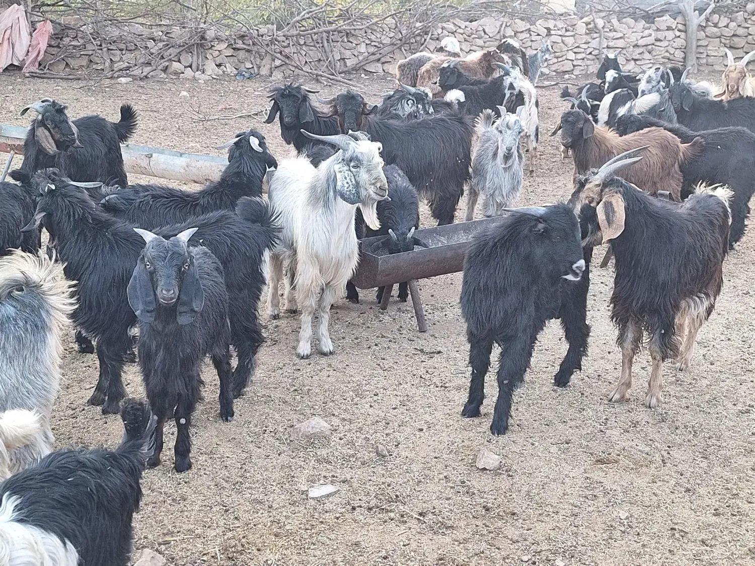 40راس کهره|حیوانات مزرعه|شیراز, دباغ خانه|دیوار