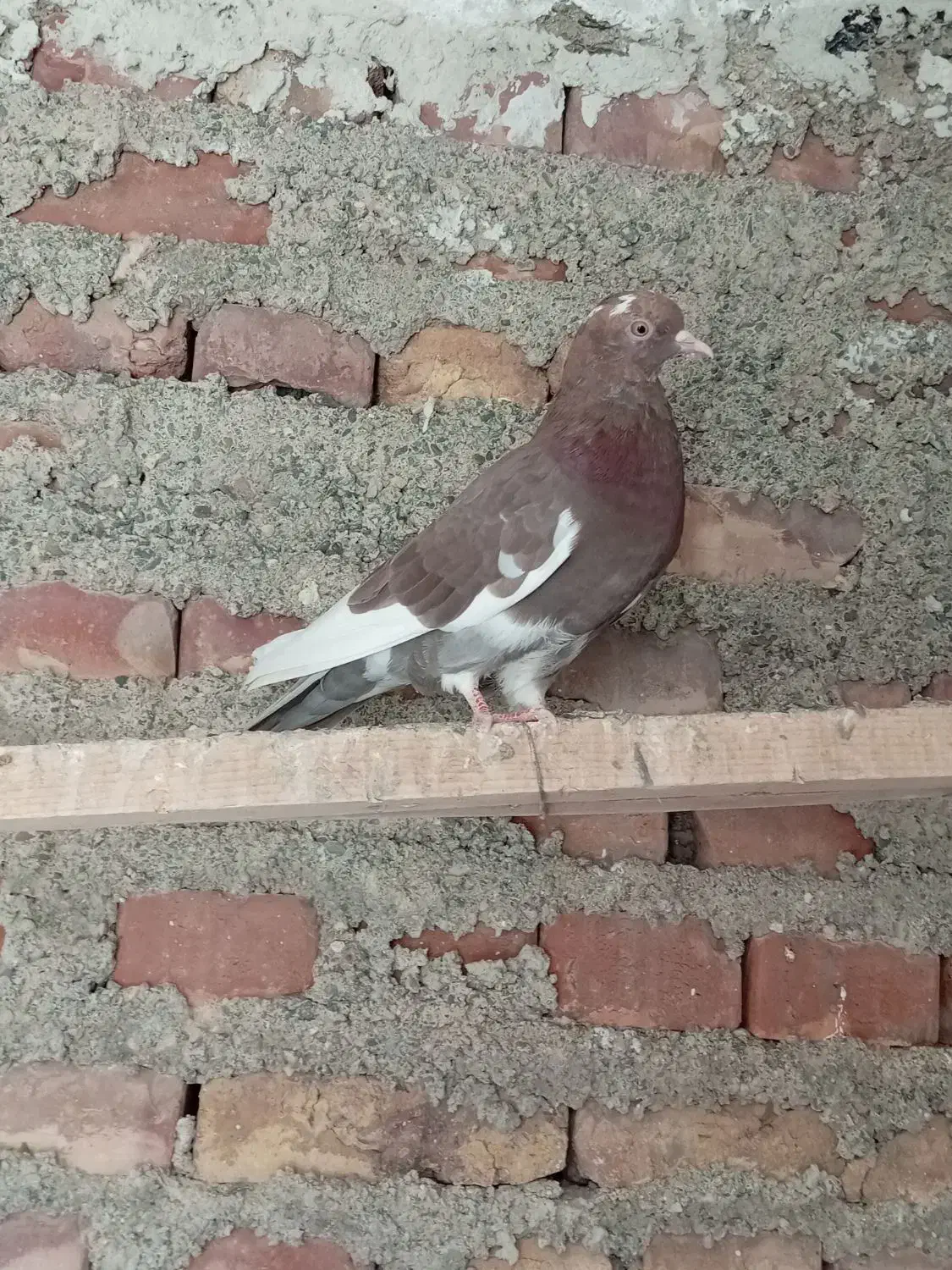 کبوتر نروماده|پرنده|مهاباد (آذربایجان غربی), |دیوار