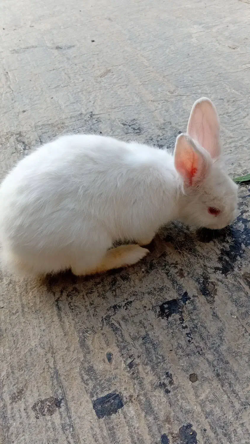 خرگوش چشم صورتی|موش و خرگوش|گنبد کاووس, |دیوار