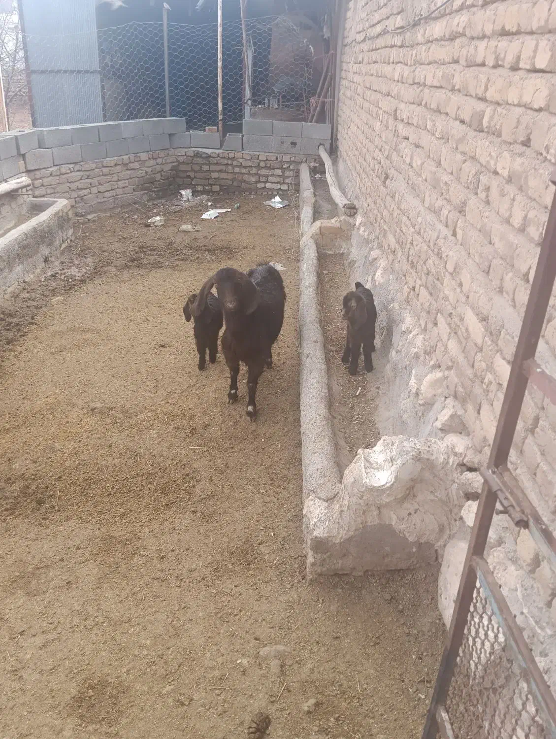 بز  گوسفند|حیوانات مزرعه|قیدار, |دیوار