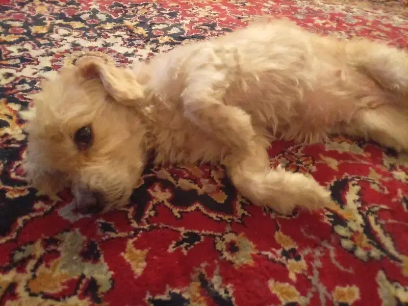 وازگذاری سگ اشپیت شیطون|سگ|خرمشهر, |دیوار