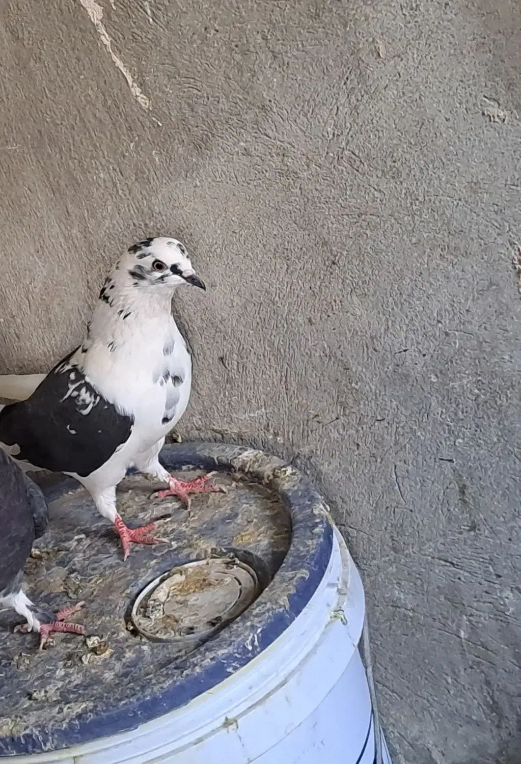 گمشده|پرنده|خوی, |دیوار