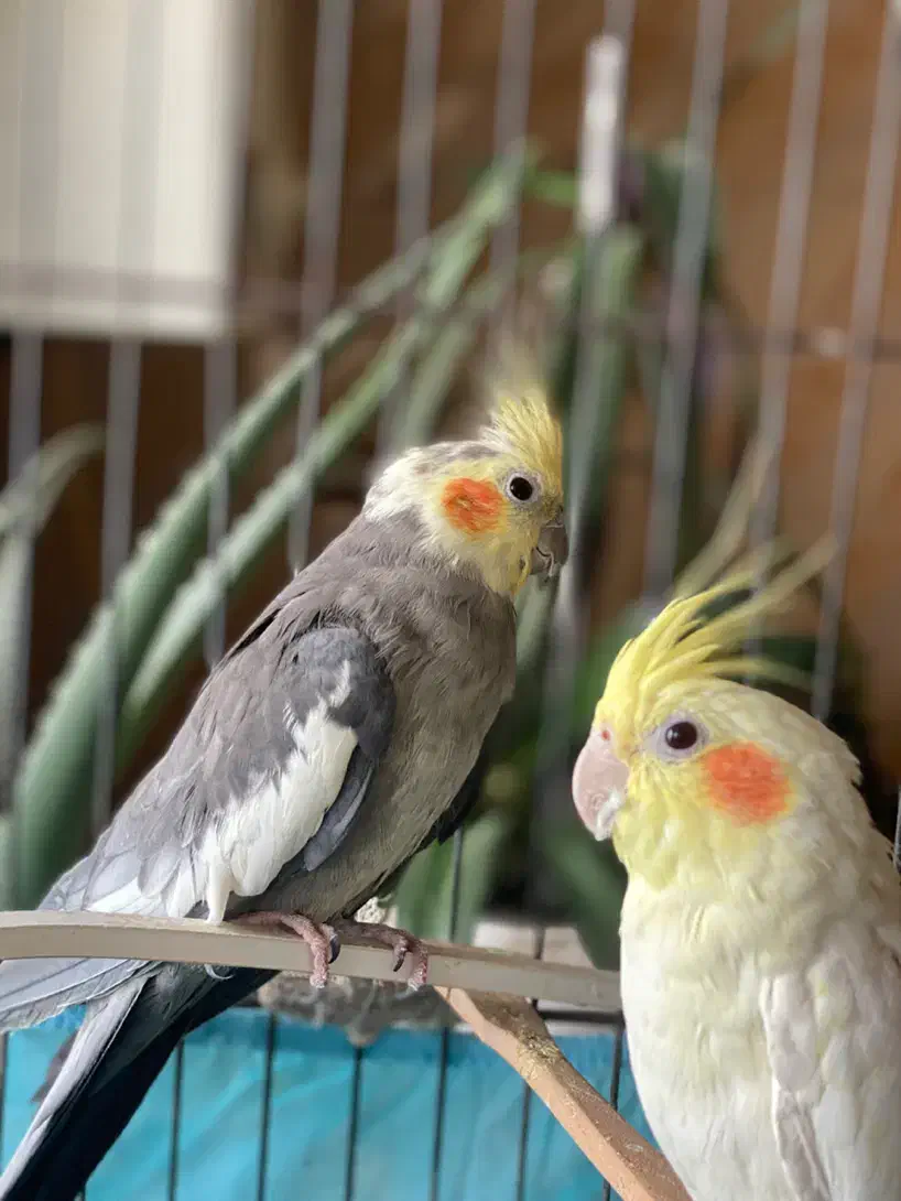 یک جفت عروس هلندی|پرنده|نورآباد, |دیوار