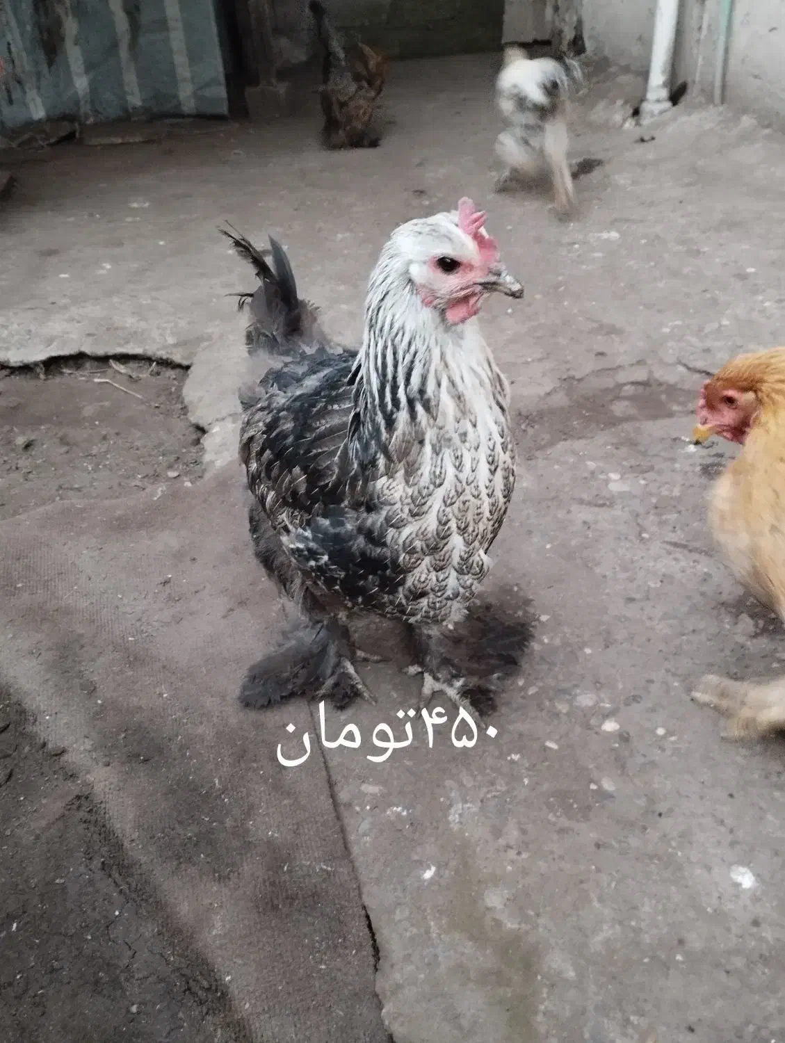 مرغ و خروس|حیوانات مزرعه|رشت, جانبازان|دیوار