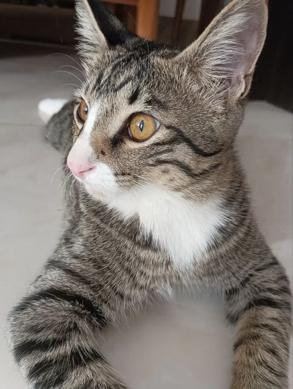 واگذاری گربه خانگی|گربه|کاشمر, |دیوار