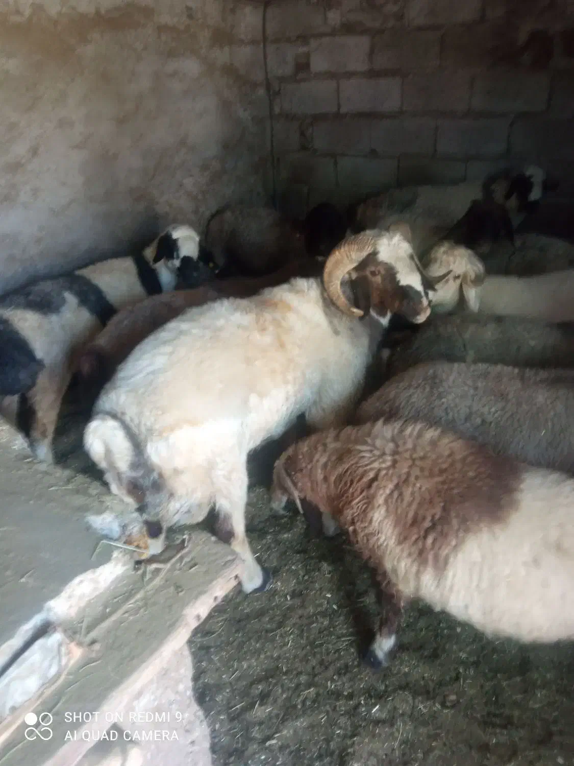 قوچ دورگ شال شیرازی میش رون|حیوانات مزرعه|بافت, |دیوار