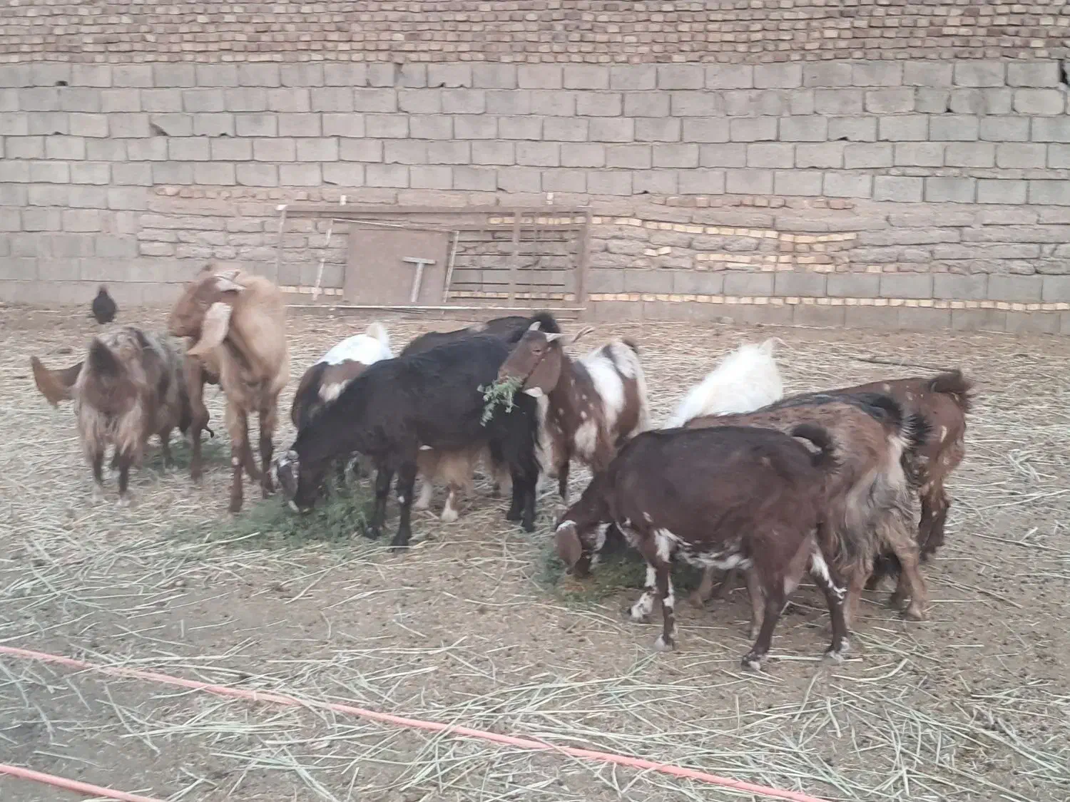 ۱۶ راس بز دو رگه|حیوانات مزرعه|باشتین, |دیوار