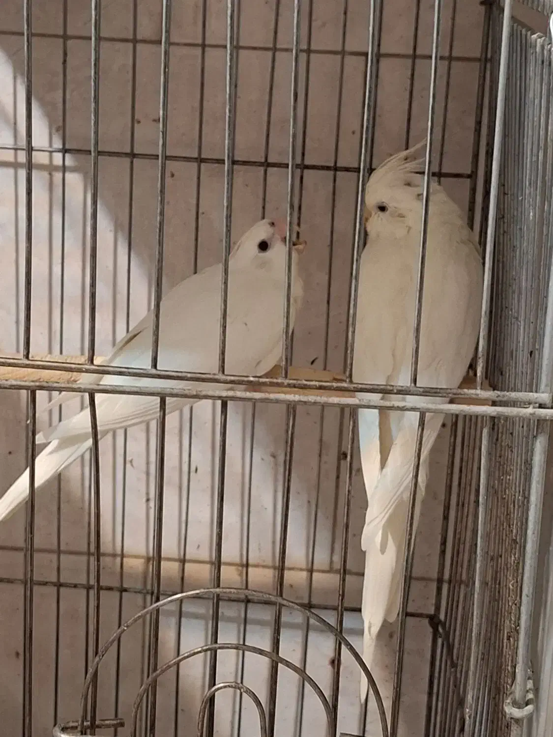 عروس هلندی مولد بایک جوجه|پرنده|تهران, سبلان (لشگر)|دیوار