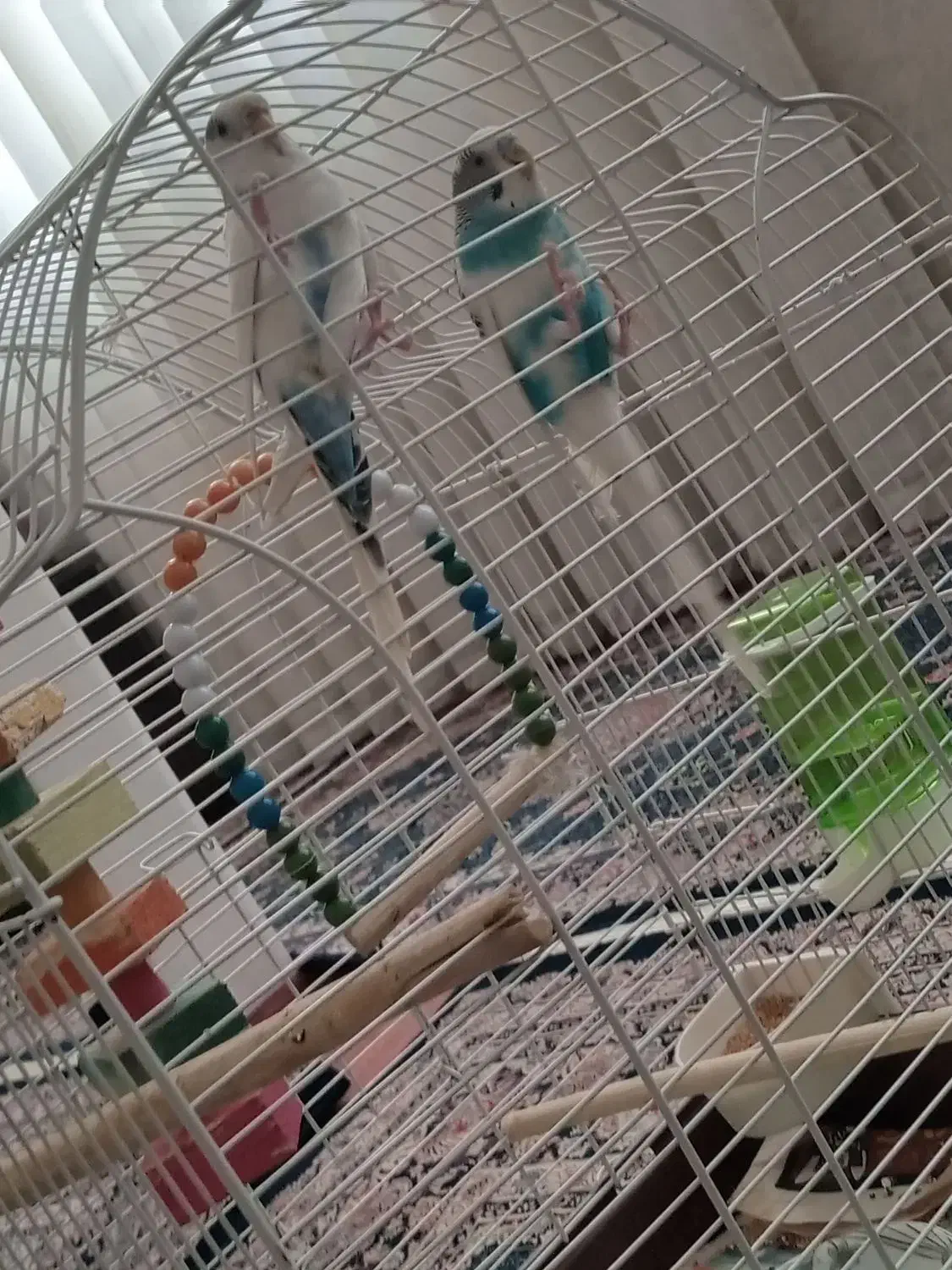 مرغ عشق  جفت مشتی|پرنده|اسلام‌شهر, مطهری|دیوار