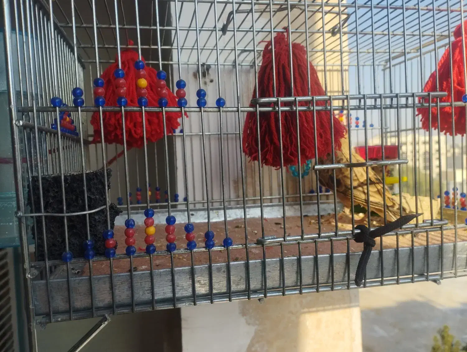 سهره خاکی بخون بیضا شیراز دهن هزار ۶ماهه|پرنده|تهران, شهید رجایی|دیوار