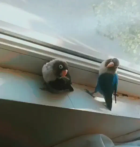 جفت طوطی برزیلی بالغ|پرنده|محمدیه-قزوین, |دیوار