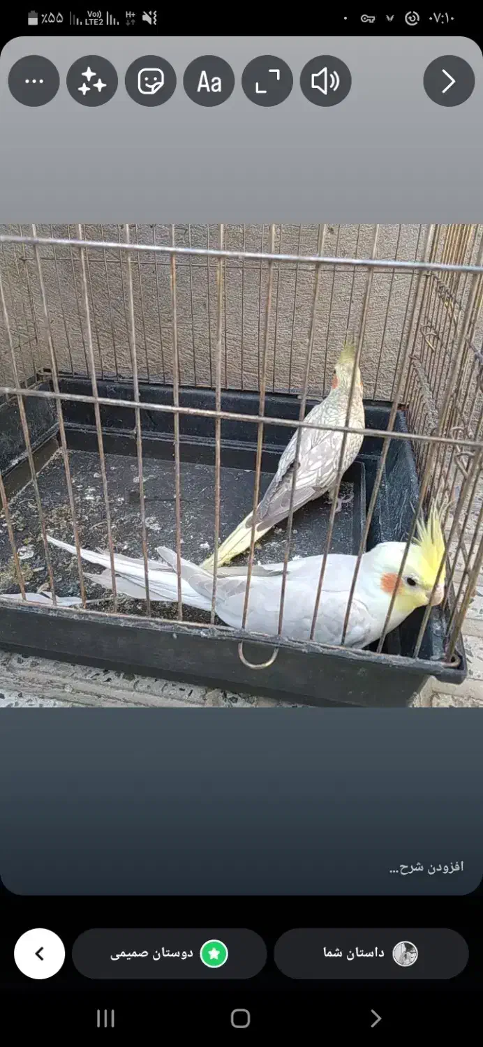 فروش پرنده|پرنده|محمدشهر, یزدیها|دیوار