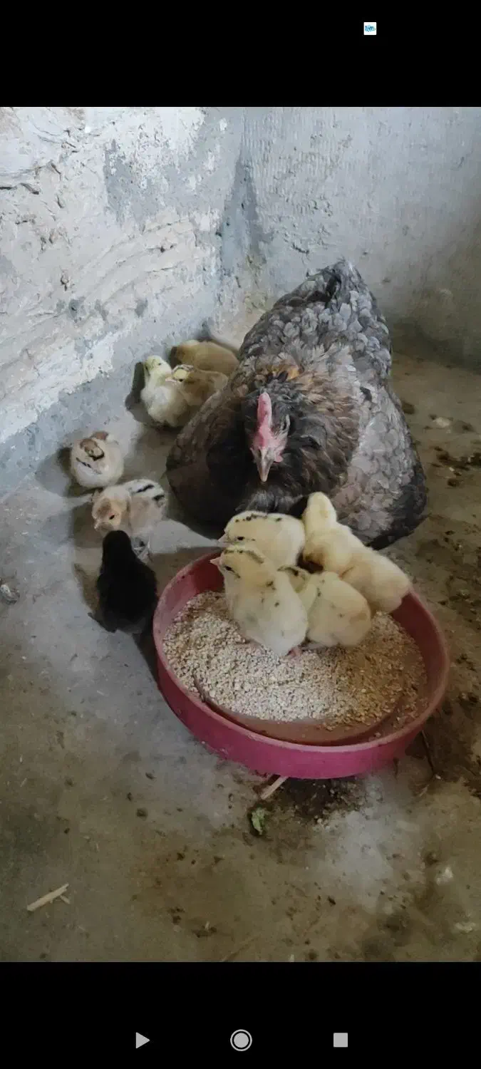 فروش مرغ جوجه دار|حیوانات مزرعه|لامرد, |دیوار