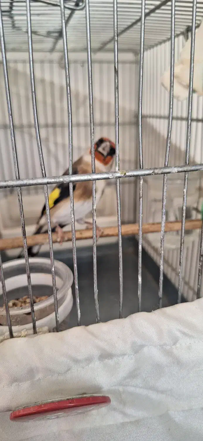 سهره ماده جوجه قفس|پرنده|اسلامشهر, شهرک واوان|دیوار