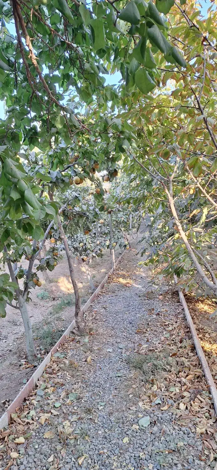 باغ نقلی در خوش آب وهواترین منطقه|فروش خانه و ویلا|پیر بکران, |دیوار