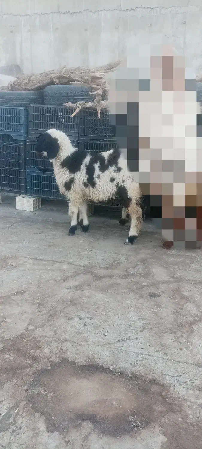 بره ماده چاق|حیوانات مزرعه|زاهدان, |دیوار