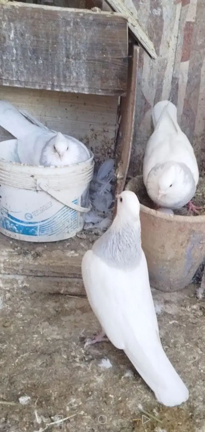 طوق آبی|پرنده|بیرجند, |دیوار