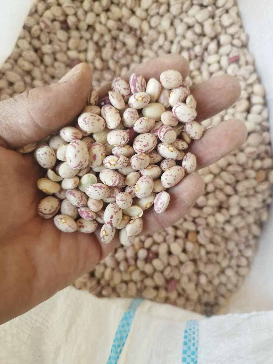 لوبیا چیتی ..اورگانیک..محصول امسال|عمدهفروشی|سده (فارس), |دیوار