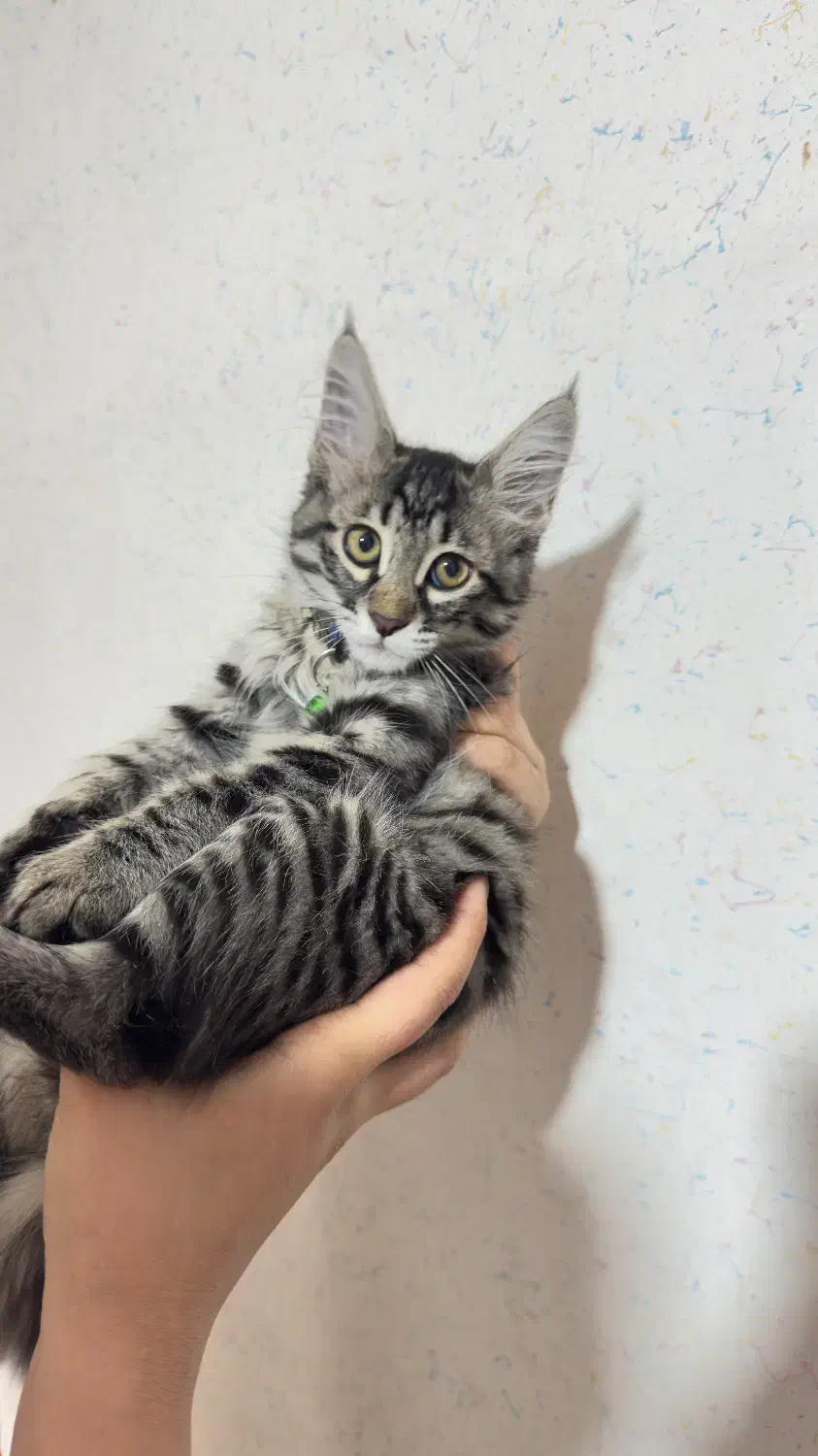 گربه دورگه|گربه|سمنان, |دیوار