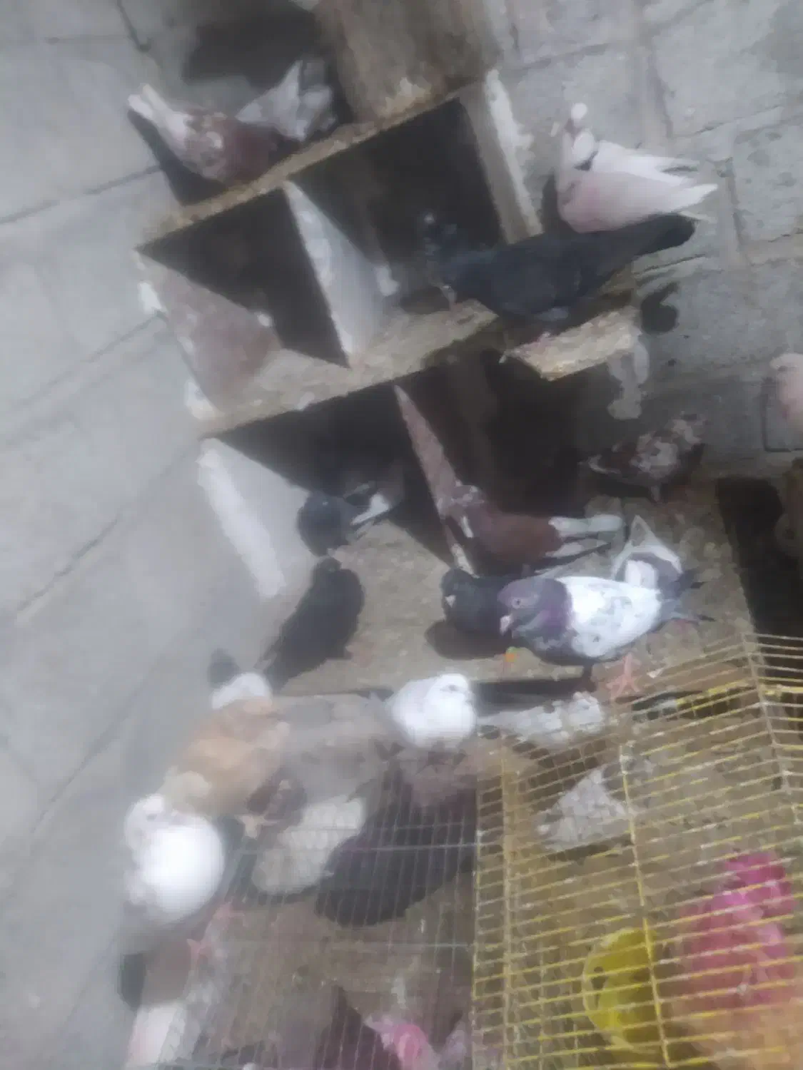 کبوتر رمکان|پرنده|قشم, |دیوار