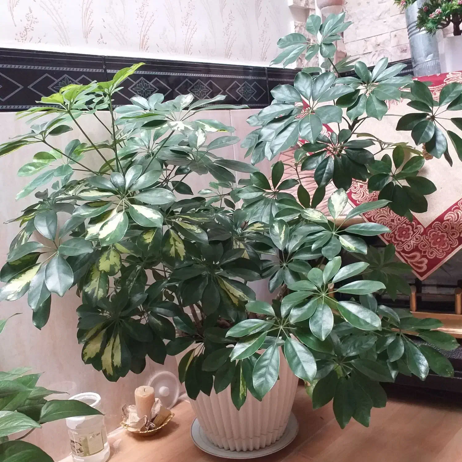 گل های طبیعی|گل و گیاه طبیعی|محمدیه-قزوین, |دیوار